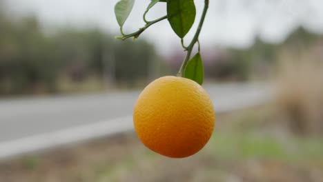 Close-up-detailed-panning-clip-of-a-ripe-fresh-juicy-orange-hanging-from-a-tree-in-Calpe,-Spain