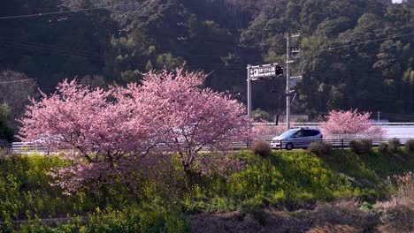 Medium-shot-of-vibrant-pink-cherry-blossom-trees-growing-on-slope-of-riverbed