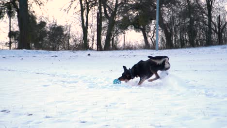 Side-view-of-black-and-tan-dog-running-playfully-to-blue-toy,-catching-it-and-turning-towards-camera