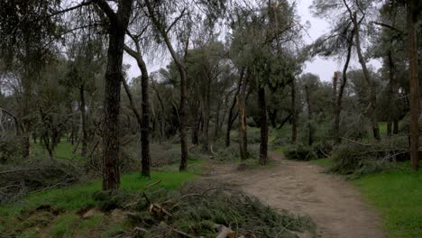 Fallen-trees-in-Madrid-largest-park-Casa-de-Campo-after-Filomena-snow-blizzard-in-January-2021-with-500-thousand-trees-affected