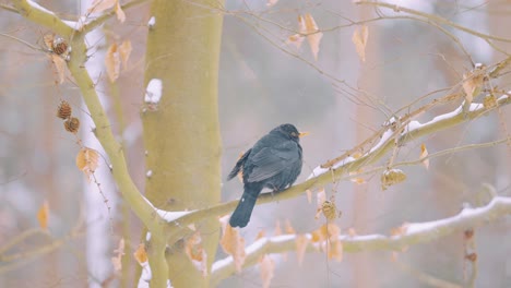Male-common-blackbird-perched-in-tree-on-cold-winters-day