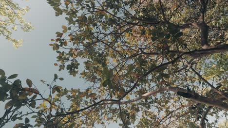 Schöne-Flachwinkelaufnahme-Von-Zweigen-Eines-Baums-An-Einem-Schönen-Sonnigen-Tag-In-Guatemala