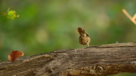 Puff-throated-Babbler,-Pellorneum-ruficeps,-4K-footage,-Huai-Kha-Kaeng-Wildlife-Sanctuary