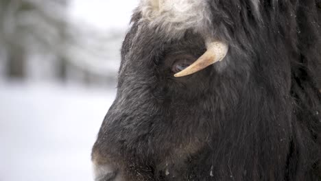 Gentle-eyed-furry-soggy-Musk-ox-under-snowfall-in-winter-Forest---Portrait-detail-close-up-shot