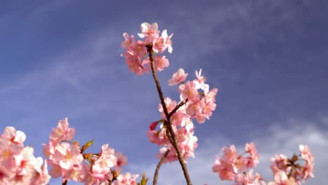Vista-En-Cámara-Lenta-De-La-Hermosa-Flor-De-Cerezo-Sakura-Rosa-Brillante-Contra-El-Cielo-Azul