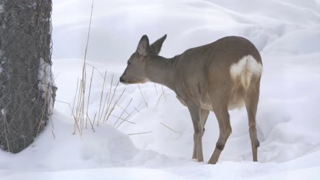 White-tailed-deer-pacing-around-Snow-covered-forest-in-search-of-food---Medium-tracking-shot