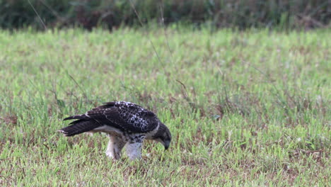 A-red-tailed-hawk-eating-its-prey-in-a-grass-field