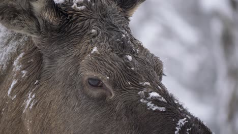 Portrait-of-docile-gentle-eyed-Moose-shrouded-in-cold-frozen-snow---Detail-extreme-close-up-shot