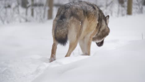 Der-Schlaue-Skandinavische-Grauwolf-Durchstreift-Schelmisch-Den-Schneebedeckten-Wald---Mittlere-Kamerafahrt-Von-Hinten