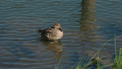 Northern-Pintail-Standing-On-A-Rock-Under-Water-In-A-Park-In-Tokyo,-Japan---Medium-Shot