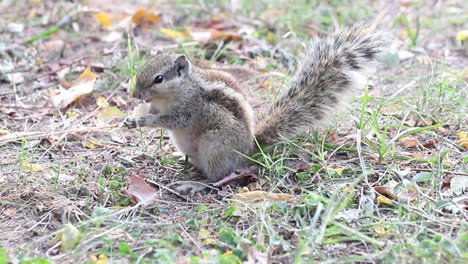Closeup-of-Squirrel-eating-Food-in-Park-Handheld-shot