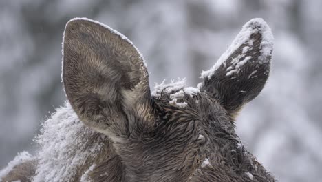 Moose-ears-capped-in-Snow-perked-up-and-alert-to-the-dangers-around---Detail-close-up-shot