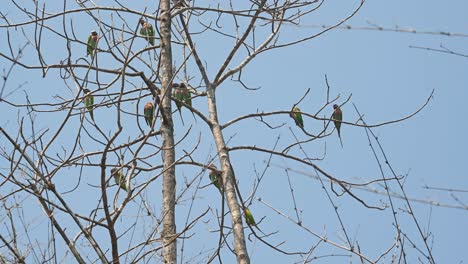 Red-breasted-Parakeet,-Psittacula-alexandri,-Huai-Kha-Kaeng-Wildlife-Sanctuary,Thailand