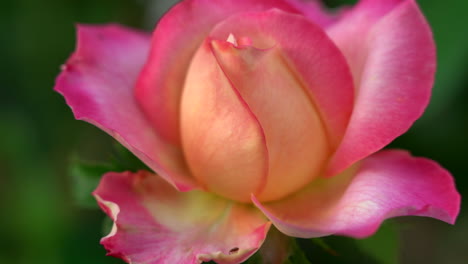 A-beautiful-peach-colored-rose-against-a-green-background-of-leaves