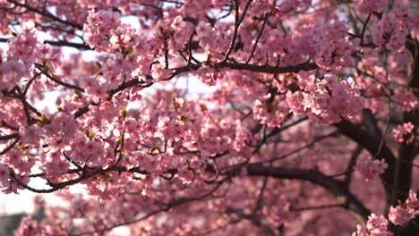 Schöne-Sakura-Kirschblüten,-Die-Sanft-Im-Wind-Wehen,-Nahaufnahme