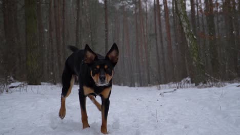 Black-and-tan-dog-doing-a-spin-and-running-towards-the-camera