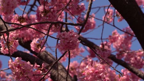 Dichtes-Laub-Von-Rosa-Sakura-kirschblütenblumen-Gegen-Blauen-Himmel