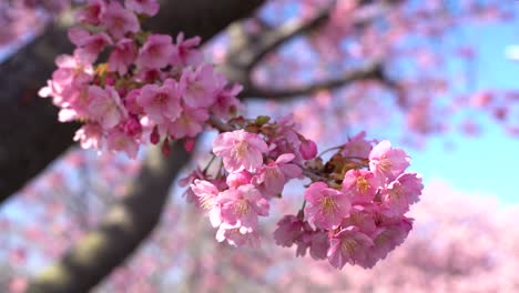 Close-up-slow-motion-of-Japanese-Sakura-Cherry-blossom-on-bright-day