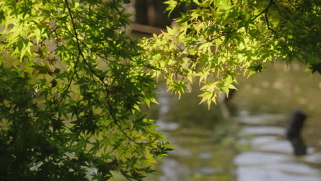 Schöne-Grüne-Blätter-Des-Japanischen-Ahornbaums-An-Einem-Sonnigen-Tag-Mit-Plätscherndem-Wasser-Im-Hintergrund