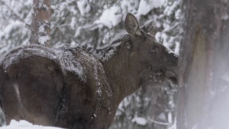Scared-Moose-fleeing-and-checking-danger-from-afar-in-Winter-forest---Medium-tracking-shot