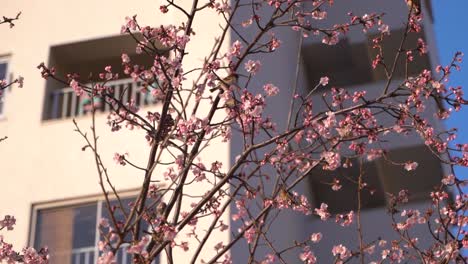 Slow-motion-view-of-cute-sparrow-birds-playing-on-Sakura-cherry-blossom-tree