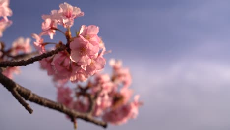 Nahaufnahme-Der-Japanischen-Kirschblüte-Sakura,-Die-Sanft-Gegen-Den-Blauen-Himmel-Weht