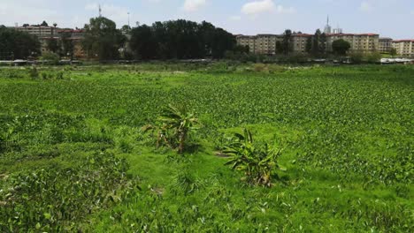 Banana-farm-in-the-water-dam,-banana-farmer-in-the-contaminated-water-of-nairobi-dam,-settlement-of-people-farming-in-the-dam-of-Nairobi-dam-kenya