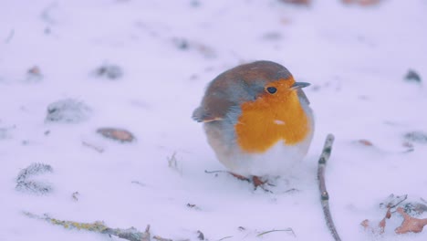 European-robin-in-the-snow,-Veluwe-National-Park,-Netherlands,-close-up