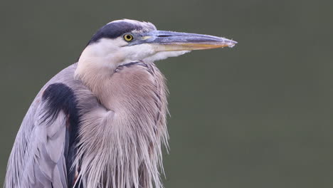 A-gray-heron-sitting-in-the-rain-and-watching-the-world