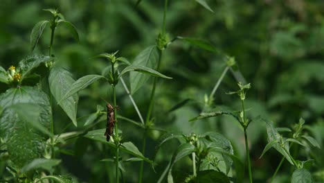 Heuschrecke-Unter-Blättern-Einer-Pflanze,-Kaeng-Krachan-Nationalpark,-Thailand