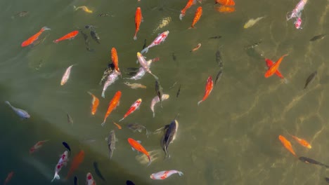 Colorful-koi-fish-swim-in-pond-in-Colorado-Spring-sunshine-reflexes-on-surface