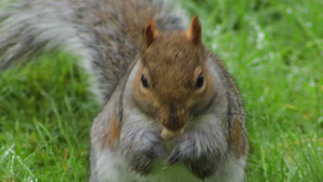 Graues-Eichhörnchen,-Das-Auf-Grünem-Gras-Mit-Tau-Sitzt,-Der-Nuss-Isst