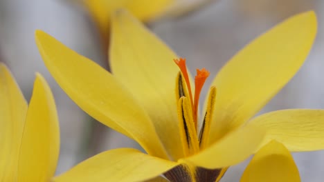 Krokusse-Mit-Schönen-Bunten-Blumen