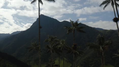 Establishing-Shot-Flying-Through-Wax-Palm-Trees-in-Colombia's-Cocora-Valley