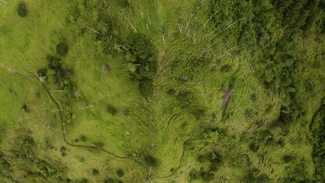 Drone-Descends-Above-Wax-Palm-Trees-in-Cocora-Valley