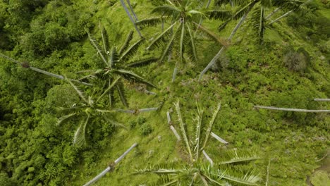 Top-Down-View-of-Tall-Wax-Palm-Trees-in-Lush-Vegetation