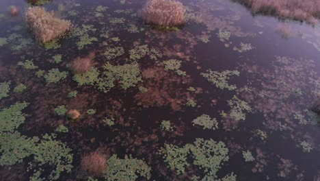 Aerial-closeup-flight-over-plants-immersed-in-pond-waters,-floodplain