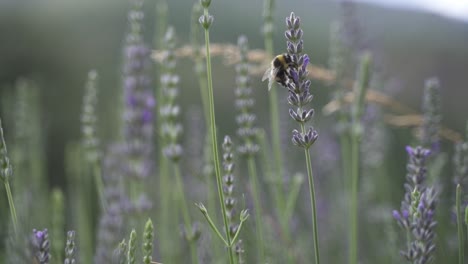 Nahaufnahme-Einer-Hummel,-Die-An-Sonnigen-Tagen-Pollen-Von-Lila-Lavendelblüten-Sammelt-Und-Davonfliegt