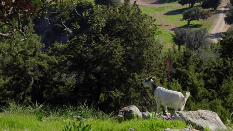 Una-Cabra-Salvaje-En-Chipre-Pastando-En-Su-Hábitat-Natural