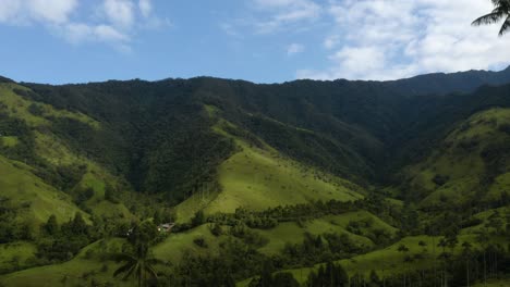 Drone-Flies-Between-Wax-Palm-Trees-in-the-Cocora-Valley,-Quindio,-Colombia