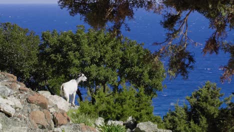 Una-Cabra-De-Montaña-Chipriota-Salvaje-Parada-Al-Borde-De-Un-Acantilado-Rocoso,-Pastando-En-La-Exuberante-Vegetación-Y-Mirando-El-Mar-Azul