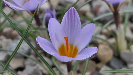 Crocuses-with-beautiful-flowers-multicolored