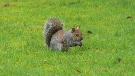 Graues-Eichhörnchen,-Das-Grünes-Gras-Gräbt,-Findet-Dann-Eine-Nuss-Und-Isst-Sie