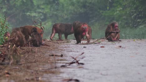 Stump-tailed-Macaque,-Macaca-arctoides,-foggy-rainy-day-at-Kaeng-Krachan-National-Park,-Thailand