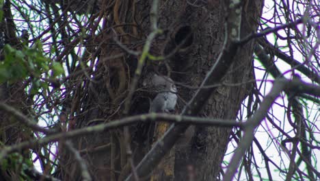 Grey-Squirrel-sitting-on-tree-branch-grooming-itself