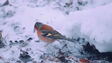 Male-Chaffinch-Fights-with-Male-Brambling,-Slow-Motion-Close-up-in-Winter