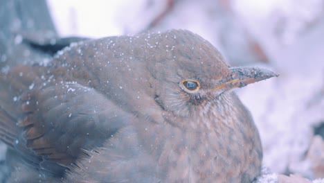 Female-Eurasian-blackbird-Blinks-Transparent-Eyelid,-Close-Up-Slow-Motion-with-Snow-Falling
