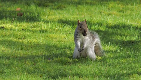 Gray-squirrel-digging-in-green-grass-finds-a-nut-and-holds-it-in-mouth