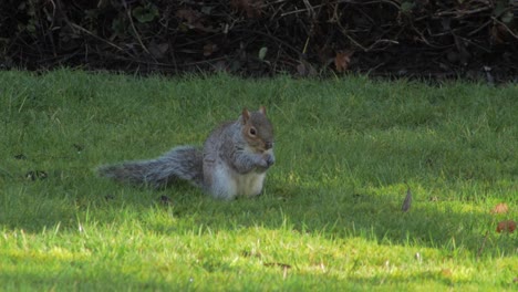 Squirrel-digging-in-green-grass-finds-a-nut