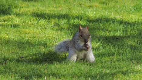 Gray-squirrel-digging-in-green-grass-finds-a-nut-then-walks-off
